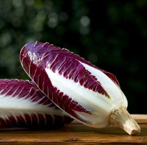 Cichorium intybus 'Rossa Di Treviso' - Radicchio, Italian Chicory, Red Chicory, Treviso Radicchio