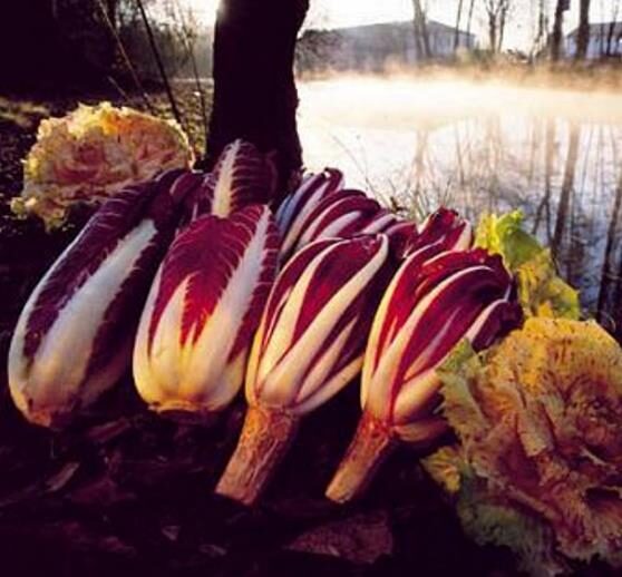 Cichorium intybus 'Rossa Di Treviso' - Radicchio, Italian Chicory, Red Chicory, Treviso Radicchio - Image 2