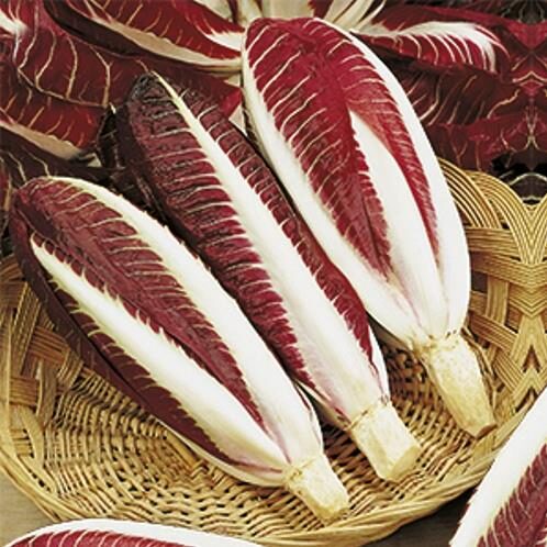 Cichorium intybus 'Rossa Di Treviso' - Radicchio, Italian Chicory, Red Chicory, Treviso Radicchio - Image 3