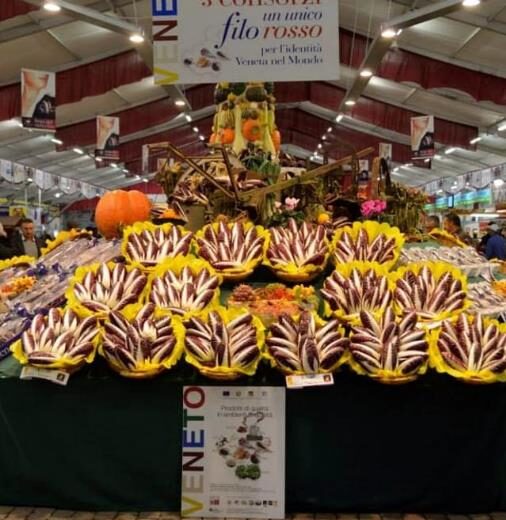 Cichorium intybus 'Rossa Di Treviso' - Radicchio, Italian Chicory, Red Chicory, Treviso Radicchio - Image 5