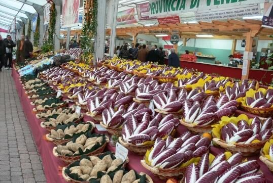 Cichorium intybus 'Rossa Di Treviso' - Radicchio, Italian Chicory, Red Chicory, Treviso Radicchio - Image 6