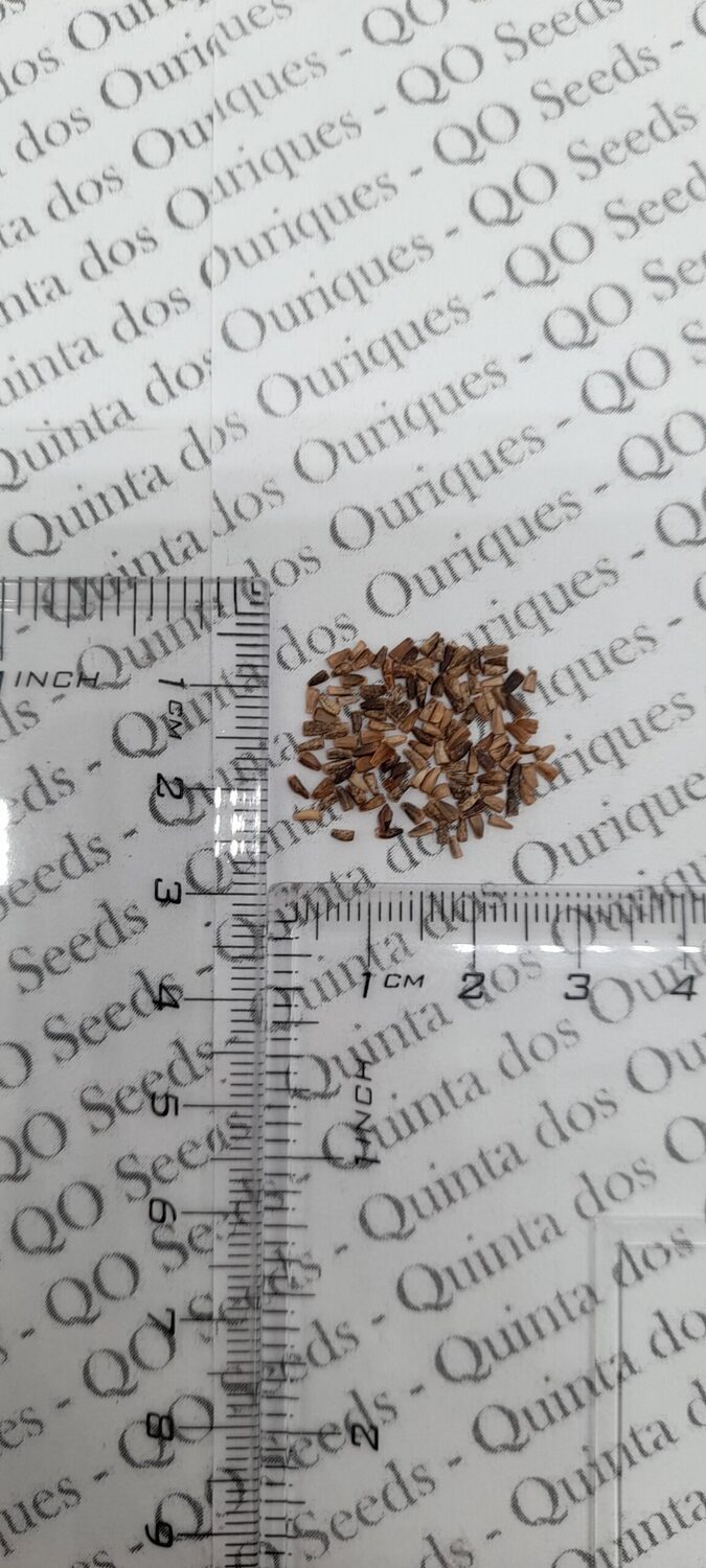 Cichorium intybus 'Rossa Di Treviso' - Radicchio, Italian Chicory, Red Chicory, Treviso Radicchio - Image 10