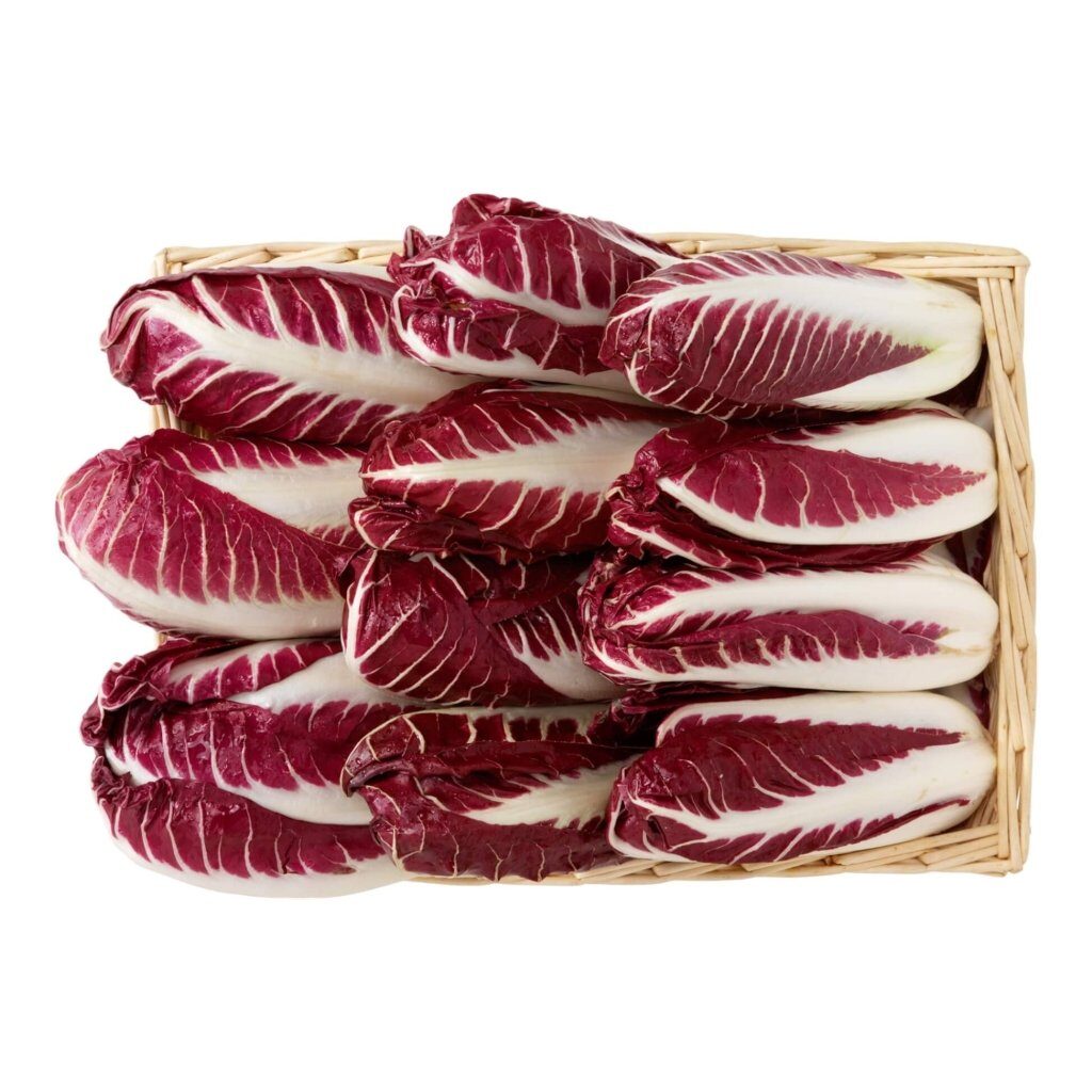 Cichorium intybus 'Rossa Di Treviso' - Radicchio, Italian Chicory, Red Chicory, Treviso Radicchio - Image 11