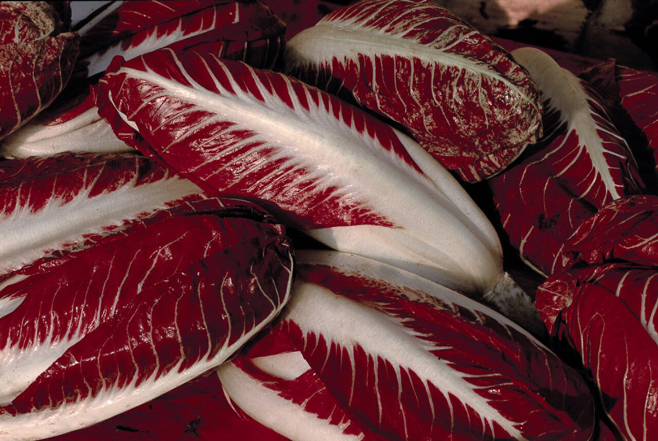 Cichorium intybus 'Rossa Di Treviso' - Radicchio, Italian Chicory, Red Chicory, Treviso Radicchio - Image 14