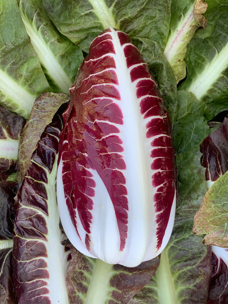 Cichorium intybus 'Rossa Di Treviso' - Radicchio, Italian Chicory, Red Chicory, Treviso Radicchio - Image 15