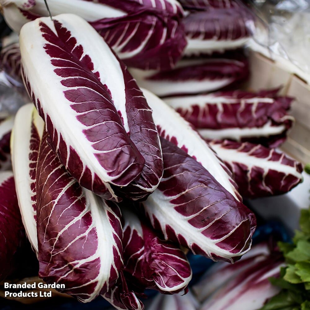 Cichorium intybus 'Rossa Di Treviso' - Radicchio, Italian Chicory, Red Chicory, Treviso Radicchio - Image 16