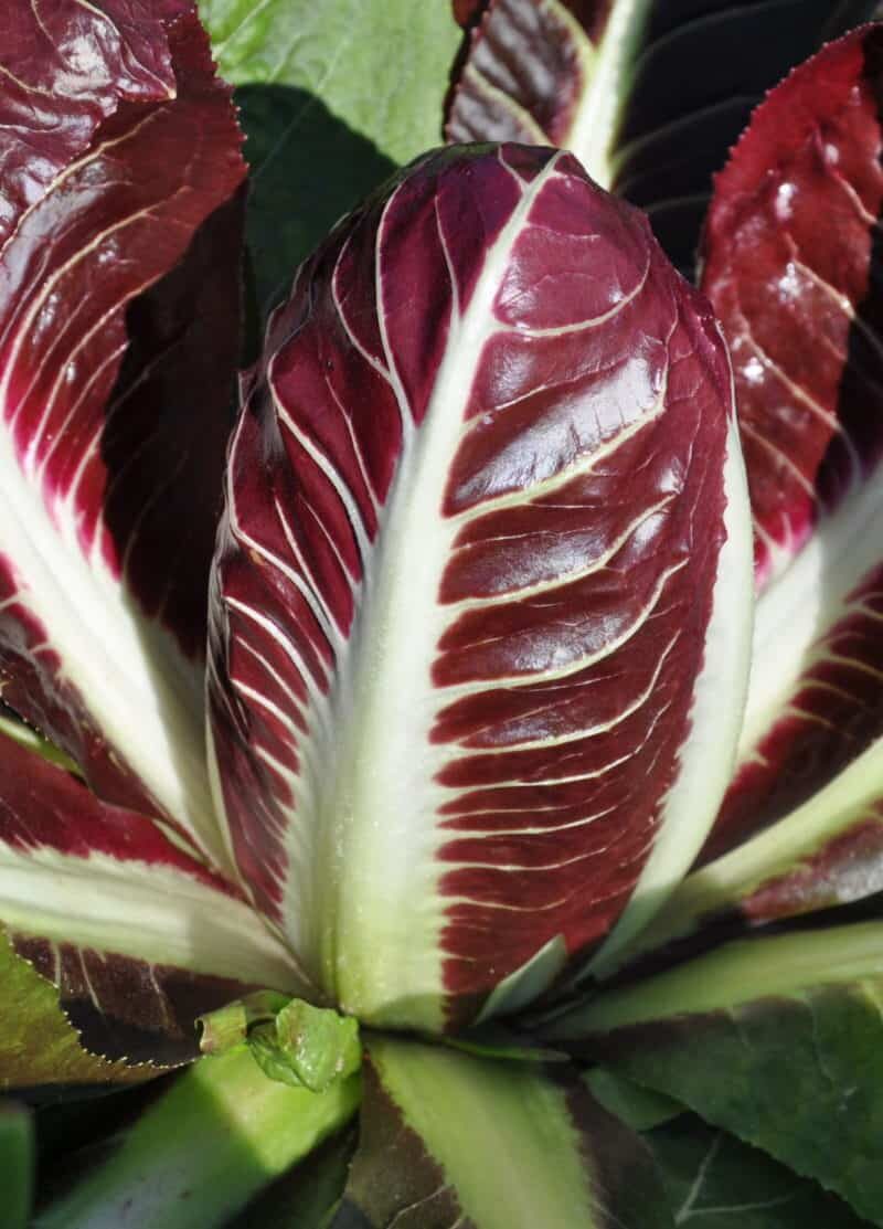Cichorium intybus 'Rossa Di Treviso' - Radicchio, Italian Chicory, Red Chicory, Treviso Radicchio - Image 17