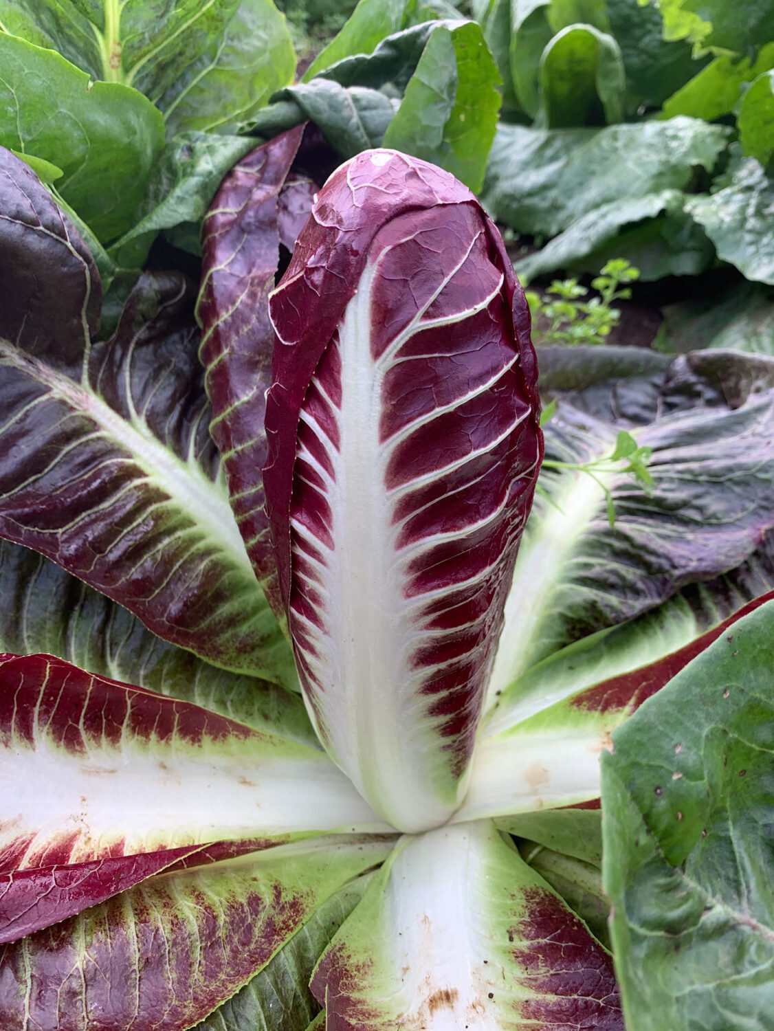 Cichorium intybus 'Rossa Di Treviso' - Radicchio, Italian Chicory, Red Chicory, Treviso Radicchio - Image 19