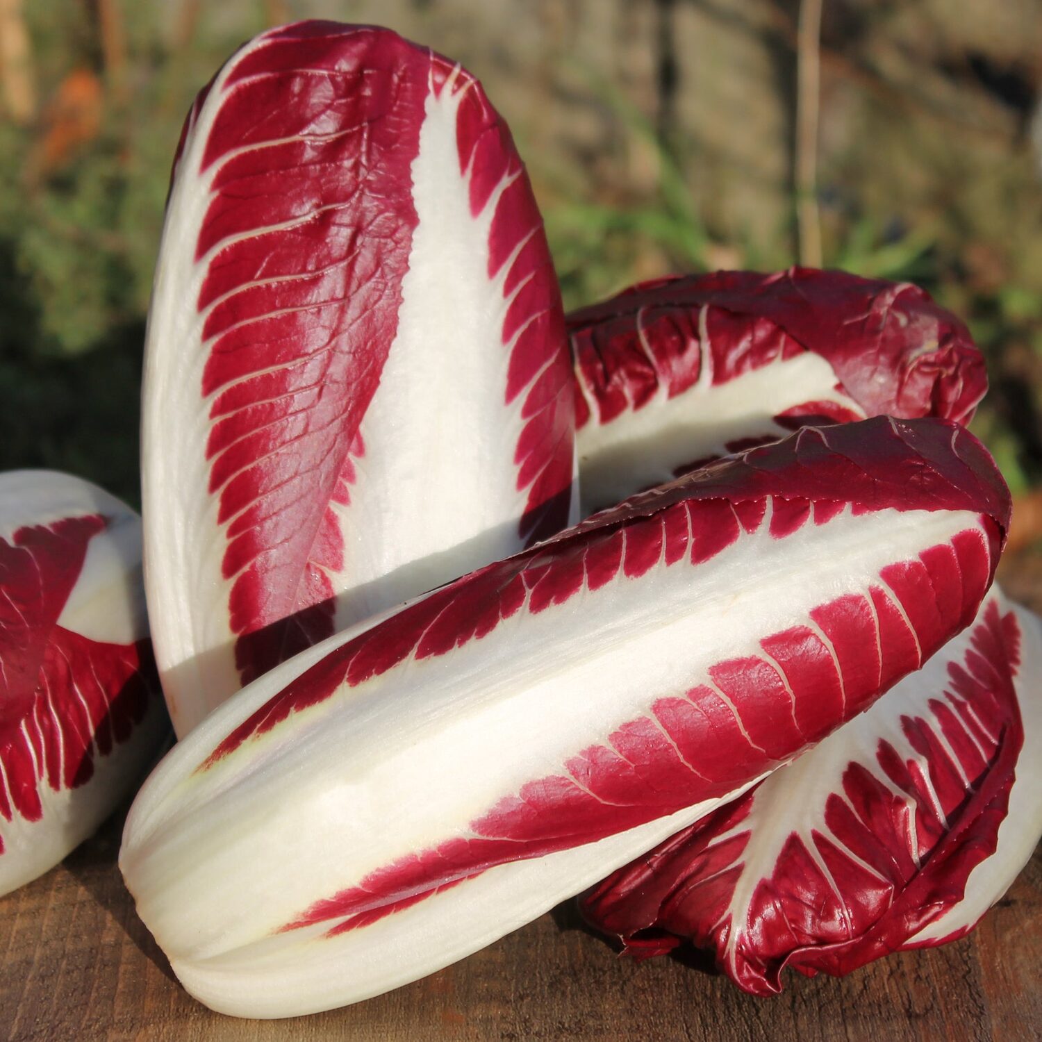 Cichorium intybus 'Rossa Di Treviso' - Radicchio, Italian Chicory, Red Chicory, Treviso Radicchio - Image 20