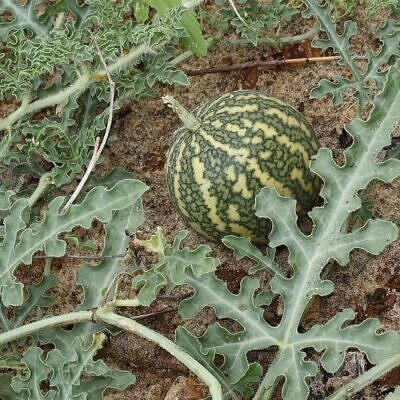 Citrullus colocynthis - Abu Jahls melon