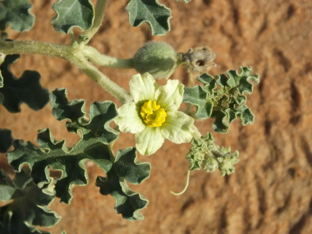 Citrullus colocynthis - Abu Jahls melon - Image 2