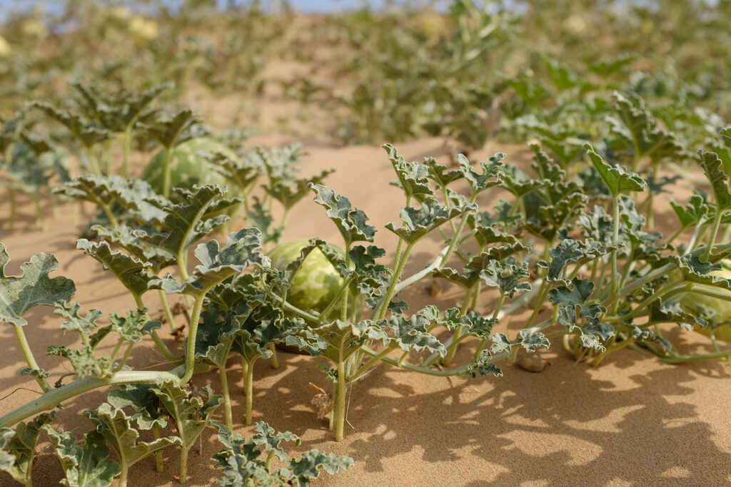 Citrullus colocynthis - Abu Jahls melon - Image 3