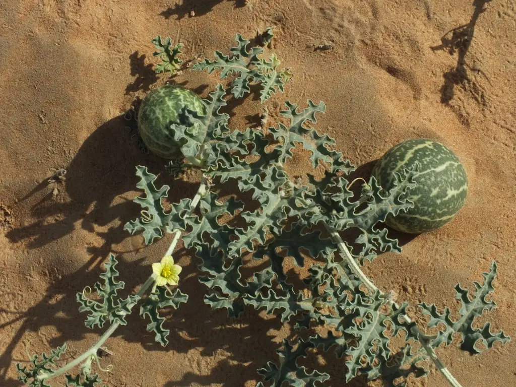 Citrullus colocynthis - Abu Jahls melon - Image 4