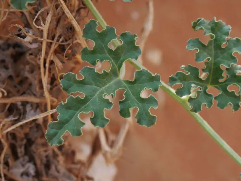 Citrullus colocynthis - Abu Jahls melon - Image 7