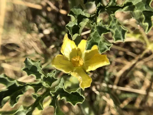 Citrullus colocynthis - Abu Jahls melon - Image 10