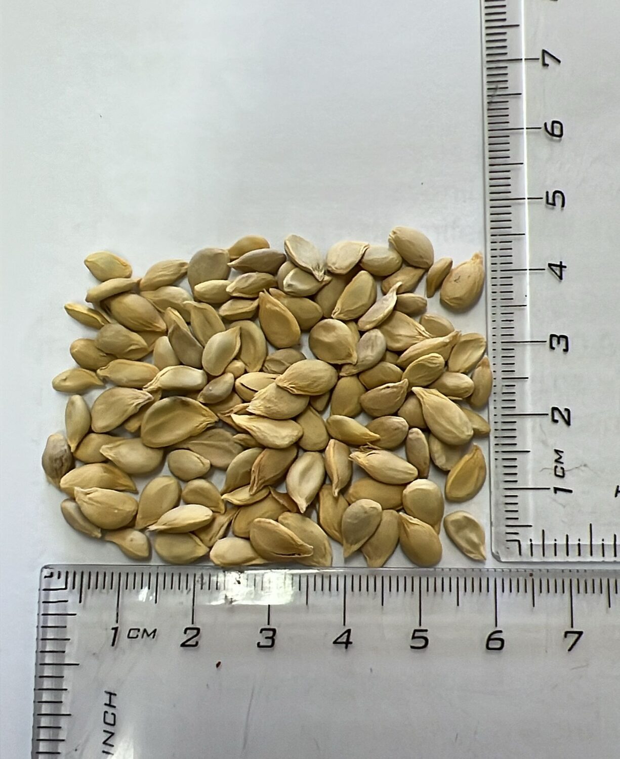 Citrus aurantifolia / Citrus × aurantiifolia - Key Lime, West Indian Lime, True Lime - Image 9