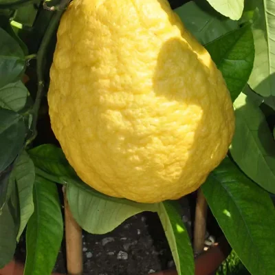 Citrus medica / Citrus alata / Citrus bicolor - Toronja Dedos, Citron, Cedrate