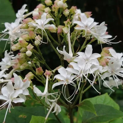 Clerodendrum infortunatum / Clerodendrum viscosum / Clerodendrum calycinum - Bhat, Hill Glory Bower
