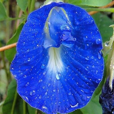 Clitoria ternatea - Butterfly Pea, Blue Fairy, Blue Queen, Blue Mint, Ismenia