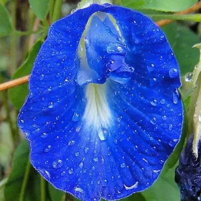 Clitoria ternatea - Butterfly Pea, Blue Fairy, Blue Queen, Blue Mint, Ismenia