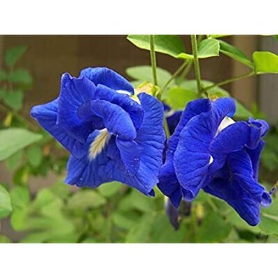 Clitoria ternatea var. pleniflora - Blue Double, Double Blue, Butterfly Pea, Blue Fairy, Blue Queen, Blue Mint, Isme