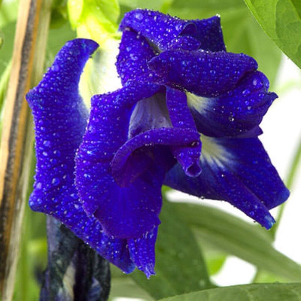 Clitoria ternatea var. pleniflora - Blue Double, Double Blue, Butterfly Pea, Blue Fairy, Blue Queen, Blue Mint, Isme - Image 2
