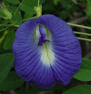 Clitoria ternatea var. ternatea - Blue Single, Butterfly Bea, Blue Pea, Kordofan Pea, Cordofan Pea, Asian Pigeon