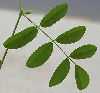 Clitoria ternatea var. ternatea - Blue Single, Butterfly Bea, Blue Pea, Kordofan Pea, Cordofan Pea, Asian Pigeon - Image 2