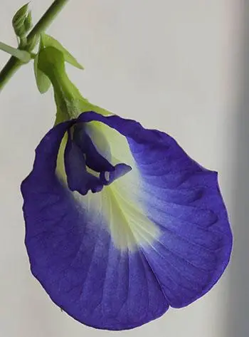 Clitoria ternatea var. ternatea - Blue Single, Butterfly Bea, Blue Pea, Kordofan Pea, Cordofan Pea, Asian Pigeon - Image 3