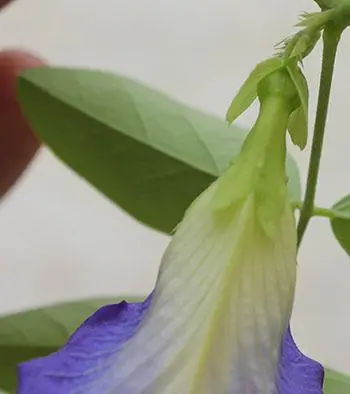 Clitoria ternatea var. ternatea - Blue Single, Butterfly Bea, Blue Pea, Kordofan Pea, Cordofan Pea, Asian Pigeon - Image 4