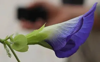 Clitoria ternatea var. ternatea - Blue Single, Butterfly Bea, Blue Pea, Kordofan Pea, Cordofan Pea, Asian Pigeon - Image 5