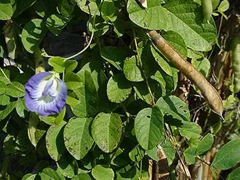 Clitoria ternatea var. ternatea - Blue Single, Butterfly Bea, Blue Pea, Kordofan Pea, Cordofan Pea, Asian Pigeon - Image 6