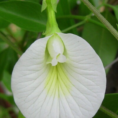 Clitoria ternatea var. albiflora - White Single, Butterfly Pea, White Fairy, White queen, Ismenia