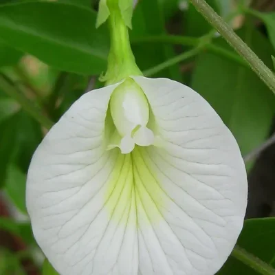 Clitoria ternatea var. albiflora - White Single, Butterfly Pea, White Fairy, White queen, Ismenia