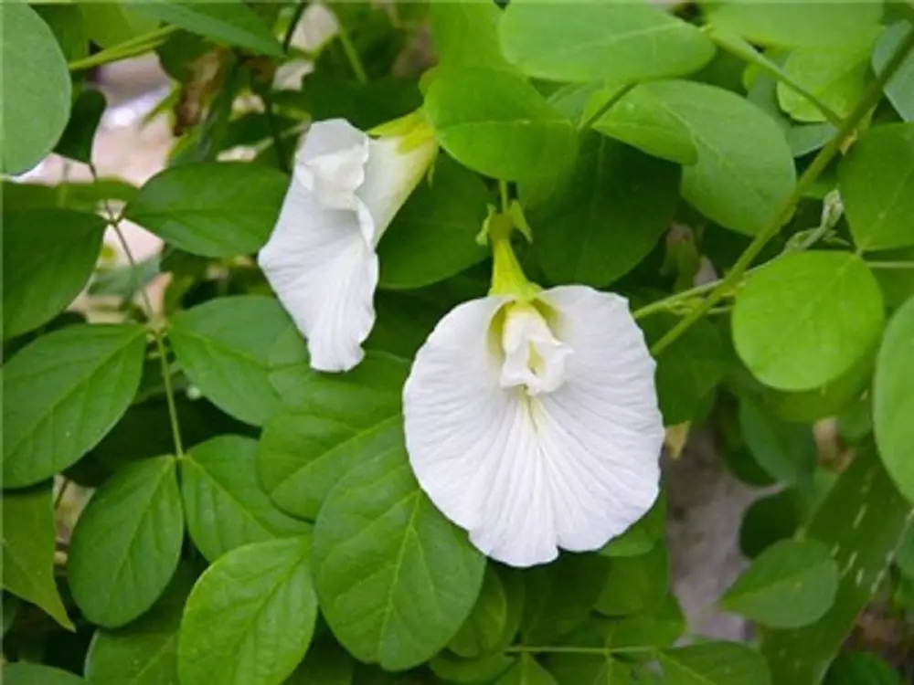 Clitoria ternatea var. albiflora - White Single, Butterfly Pea, White Fairy, White queen, Ismenia - Image 2