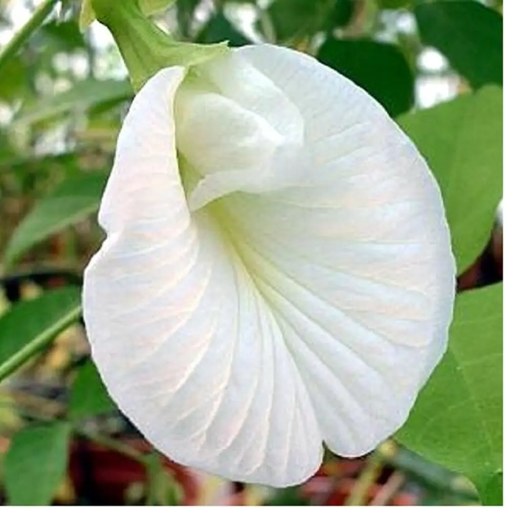 Clitoria ternatea var. albiflora - White Single, Butterfly Pea, White Fairy, White queen, Ismenia - Image 3