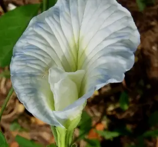 Clitoria ternatea var. albiflora - White Single, Butterfly Pea, White Fairy, White queen, Ismenia - Image 4