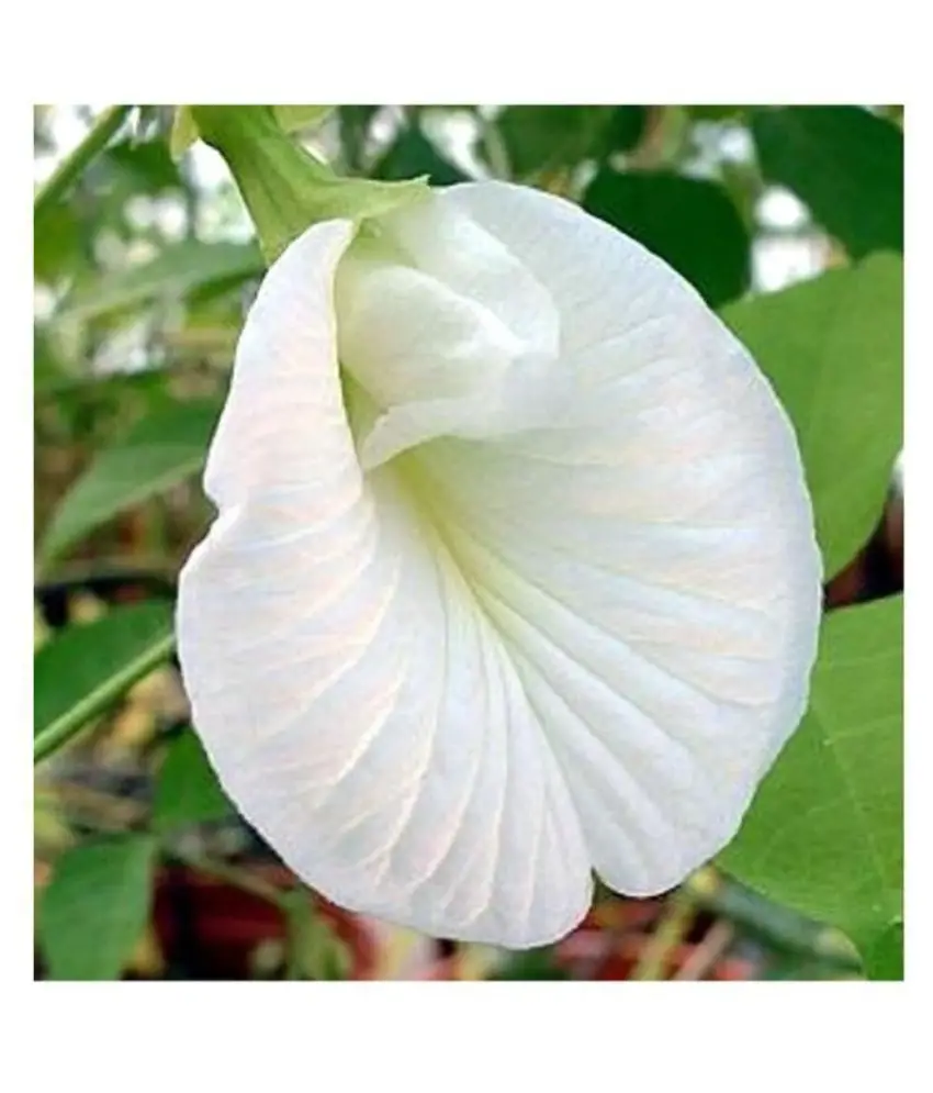 Clitoria ternatea var. albiflora - White Single, Butterfly Pea, White Fairy, White queen, Ismenia - Image 6