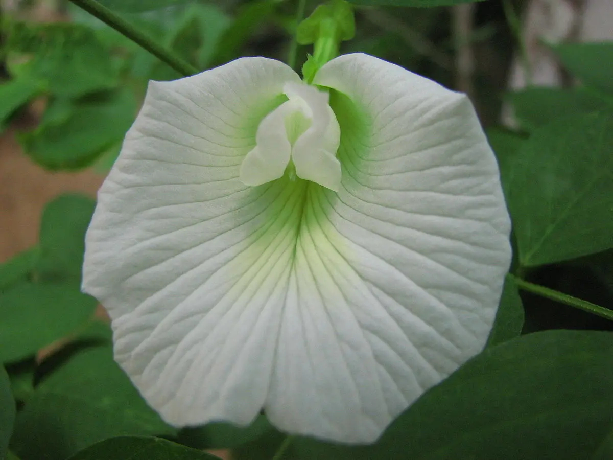 Clitoria ternatea var. albiflora - White Single, Butterfly Pea, White Fairy, White queen, Ismenia - Image 7