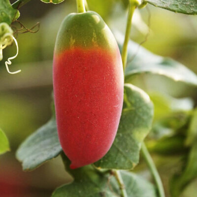 Coccinia grandis - Ivy Gourd