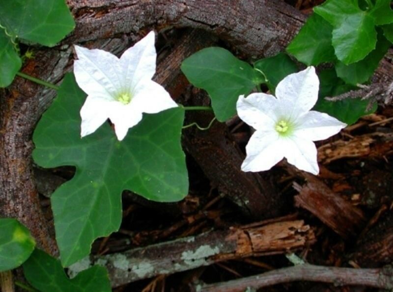 Coccinia grandis - Ivy Gourd - Image 5
