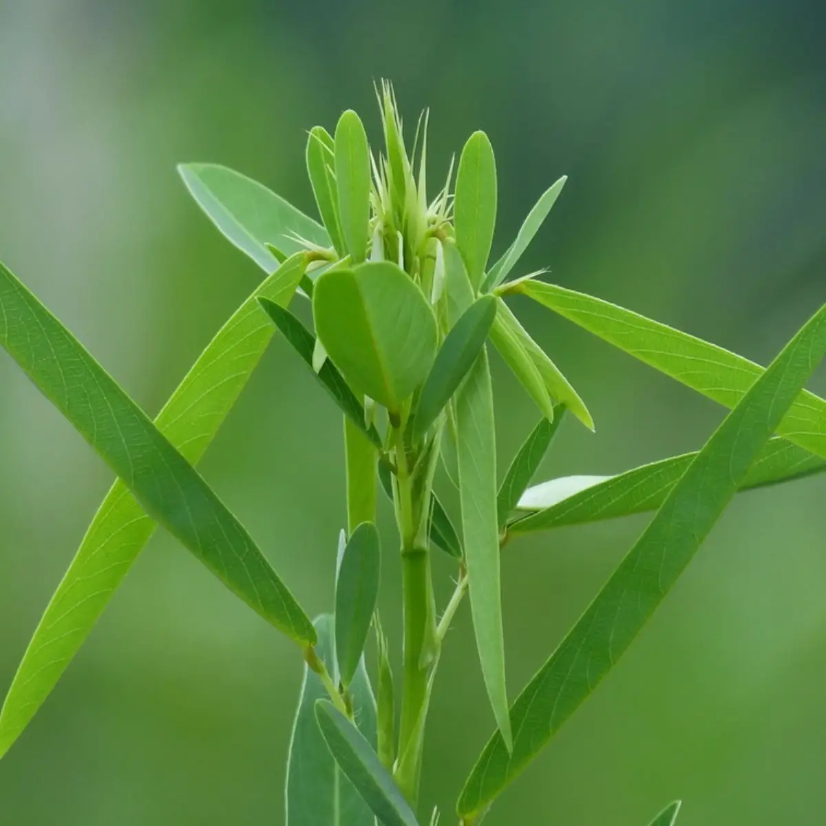 Codariocalyx motorius / Desmodium gyrans green midrib - Telegraph Plant, Dancing Plant, Semaphore Plant - Image 3