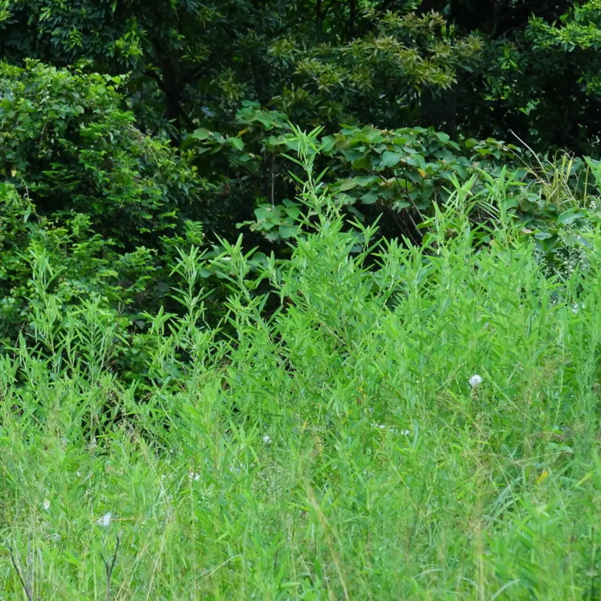 Codariocalyx motorius / Desmodium gyrans green midrib - Telegraph Plant, Dancing Plant, Semaphore Plant - Image 4