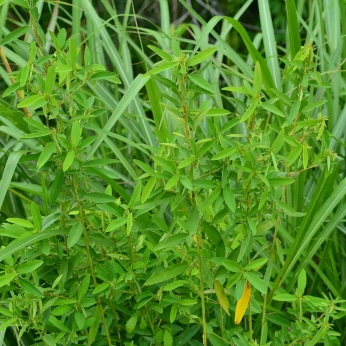 Codariocalyx motorius / Desmodium gyrans green midrib - Telegraph Plant, Dancing Plant, Semaphore Plant - Image 5