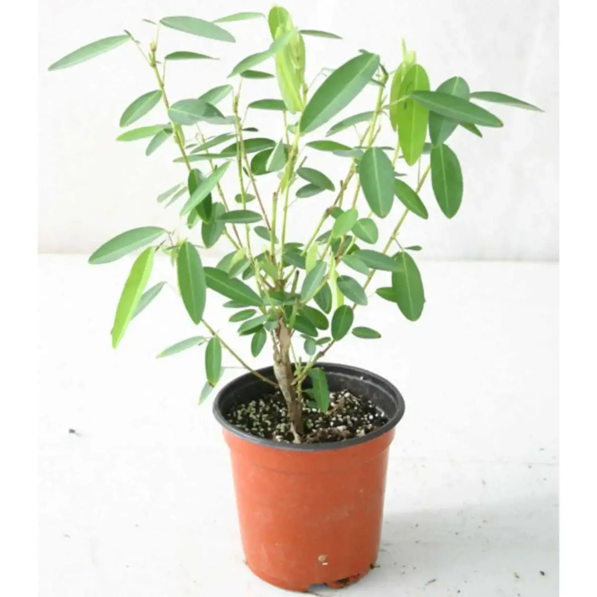 Codariocalyx motorius / Desmodium gyrans green midrib - Telegraph Plant, Dancing Plant, Semaphore Plant - Image 6