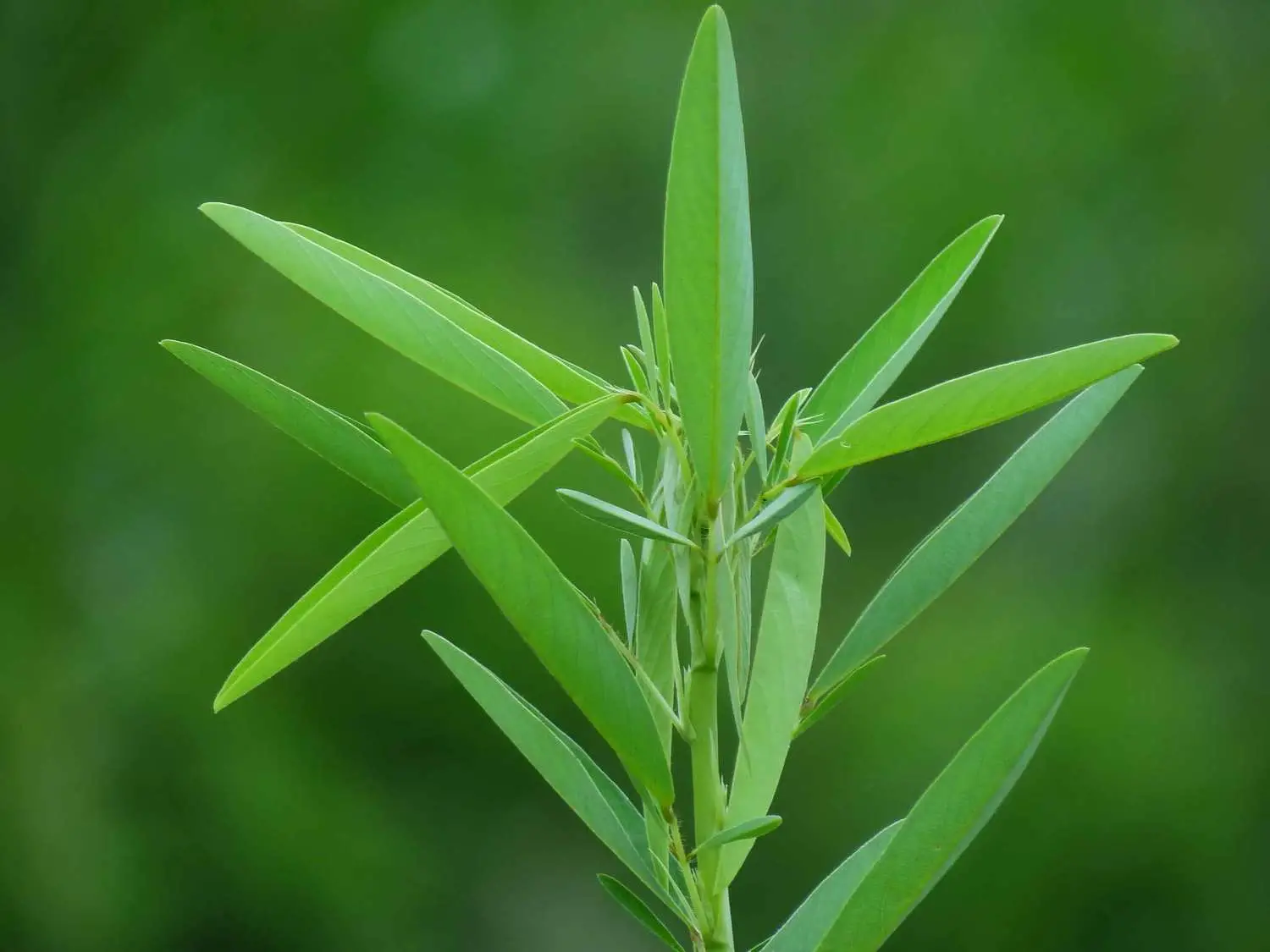 Codariocalyx motorius / Desmodium gyrans green midrib - Telegraph Plant, Dancing Plant, Semaphore Plant - Image 7
