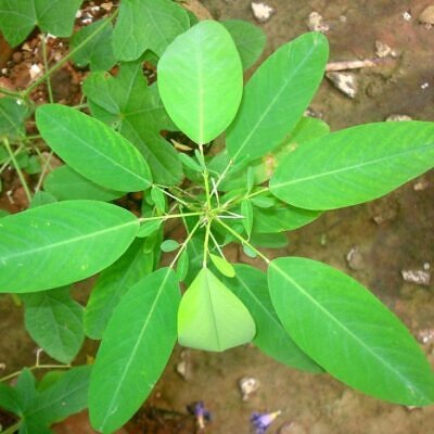 Codariocalyx motorius / Desmodium gyrans green midrib - Telegraph Plant, Dancing Plant, Semaphore Plant