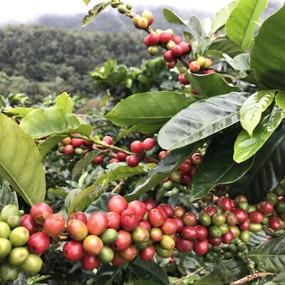 Coffea arabica var. geisha - Geisha Coffee, Arabian Coffee,  Arabica Coffee