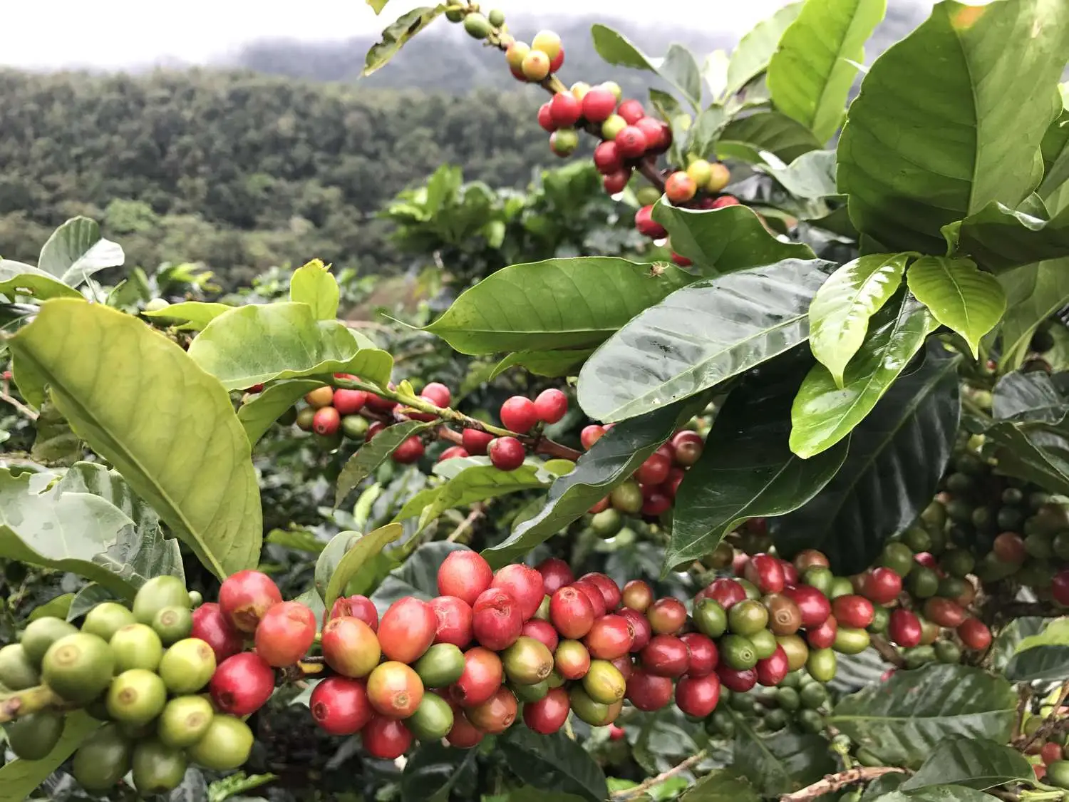 Coffea arabica var. geisha - Geisha Coffee, Arabian Coffee, Arabica Coffee