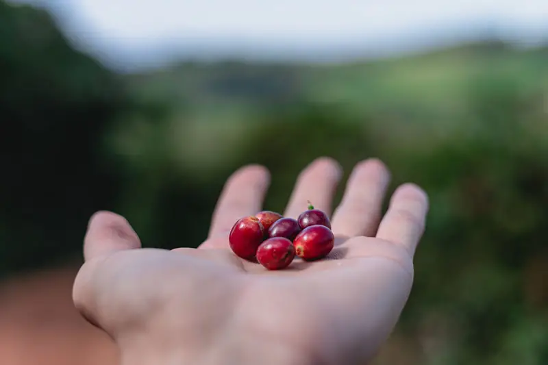 Coffea arabica var. geisha - Geisha Coffee, Arabian Coffee, Arabica Coffee - Image 3